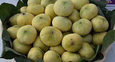 Mersin'de incirde rekolte sevinci