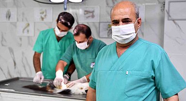 Mersin'de kontrolsüz üremenin önüne geçmek için sokak hayvanları kısırlaştırılıyor