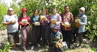 Mersin'de tropikal meyve guavanın hasadına başlandı
