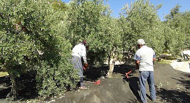 Mersin'de yılın ilk sofralık zeytin hasadı başladı