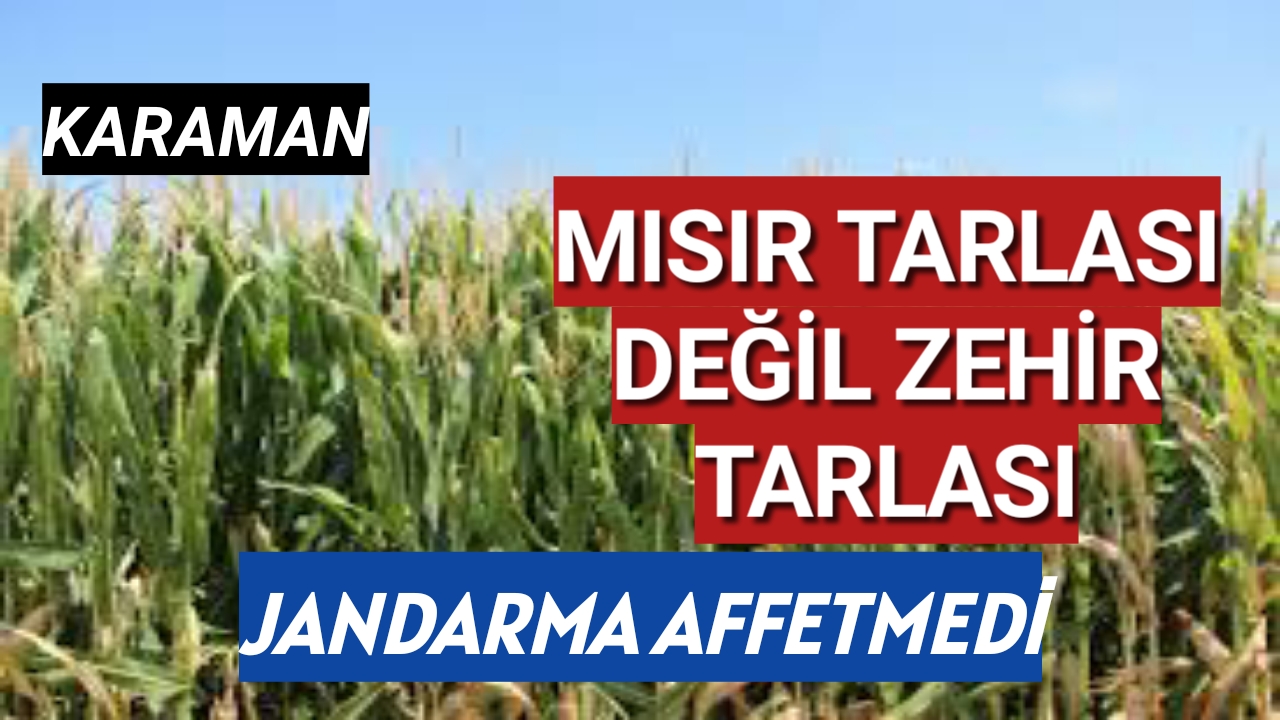 Mısır Tarlası Değil Zehir Tarlası