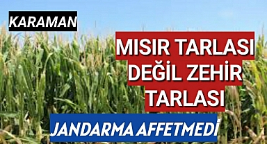 Mısır Tarlası Değil Zehir Tarlası