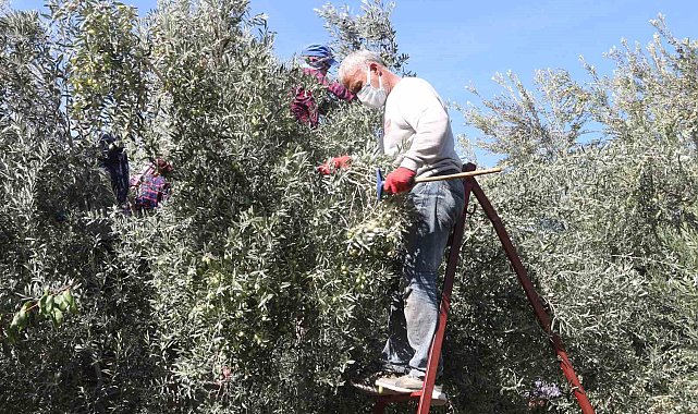 Mut'ta zeytin hasadı başladı