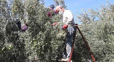 Mut'ta zeytin hasadı başladı