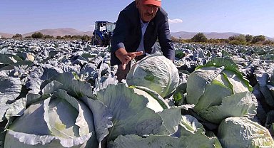 Niğde'de lahana hasadı yüz güldürüyor