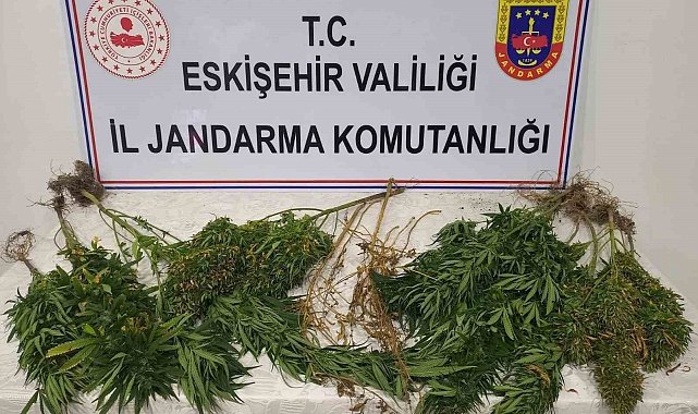 Ormanlık alanda kenevir yetiştiren şahıslar hakkında işlem başlatıldı
