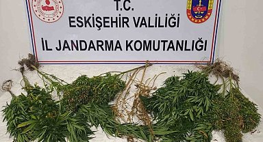 Ormanlık alanda kenevir yetiştiren şahıslar hakkında işlem başlatıldı