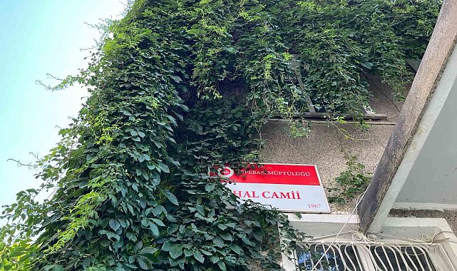 Sarmaşıla sarılı cami kuşlara yuva oluyor