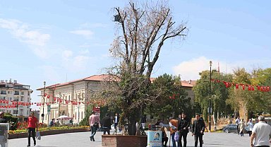 Sivas'ın sembolü 'Tek Ağaç' kurudu