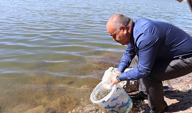Sivas'ta 1 milyon adet yavru balık göllere bırakıldı