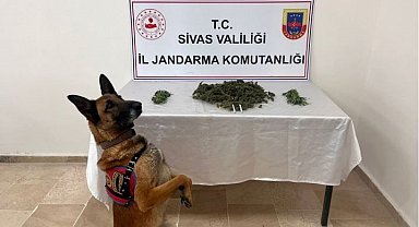 Sivas'ta 3 kilo esrar ele geçirildi