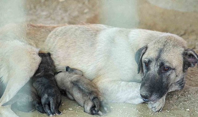 Tarsus'ta uçurumun kenarında mahsur kalan köpek ve yavruları belediye ekiplerince kurtarıldı