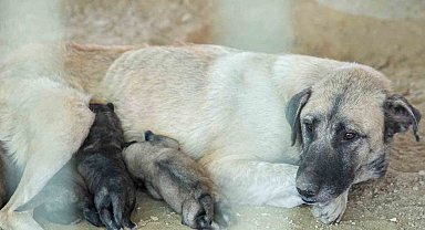 Tarsus'ta uçurumun kenarında mahsur kalan köpek ve yavruları belediye ekiplerince kurtarıldı