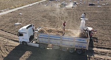 Tomarza'da Patates Hasadı Başladı