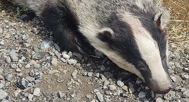 Türkiye'de nadir görülüyordu, ölüsü bulundu