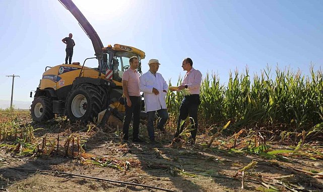 Üniversitede 140 dönüm silajlık mısır hasadı