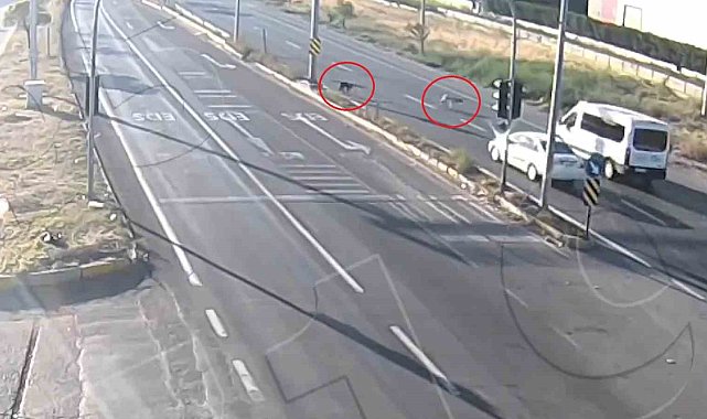 Yola çıkan 2 köpek kazadan kıl payı kurtuldu