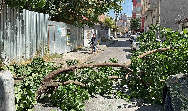 Yola devrilen ağaç korkuttu