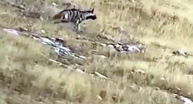 Yozgat'ta çizgili sırtlan doğal ortamında görüntülendi