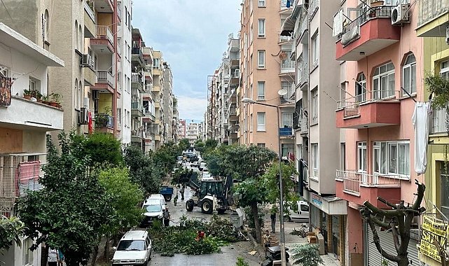 Akdeniz'de budama çalışmaları sürüyor