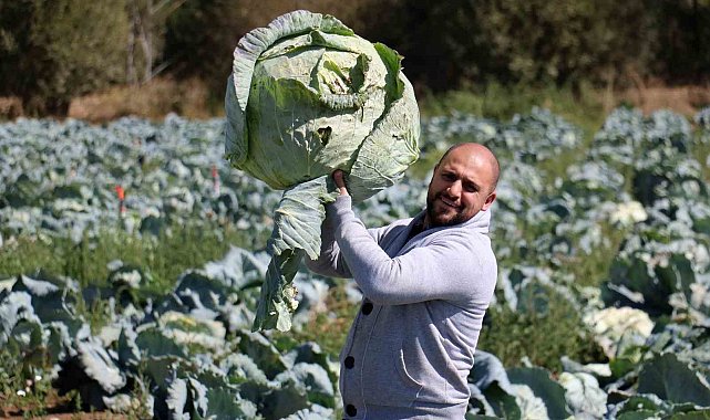 Ata tohumundan üretilen dev lahanaların hasadı başladı