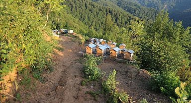 Bal ormanlarının sayısı 752'ye ulaştı