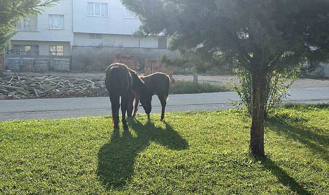 Başıboş atlar her yerden çıkabiliyor