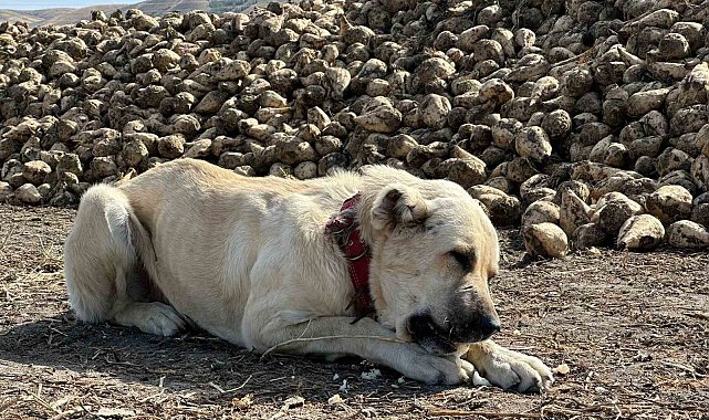 Bu köpek günde 4 kilogram pancar yiyor