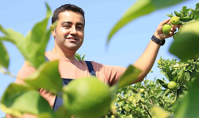 Bu limon 'yeşil limon' fiyatı: 40 TL, diğerleri 3 TL