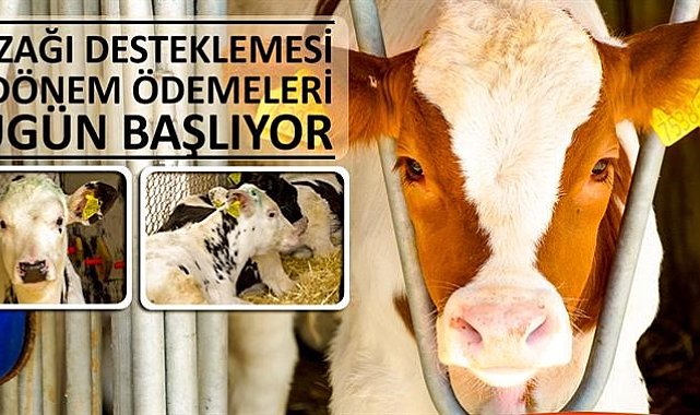 Buzağı desteklemesi 2'nci dönem ödemeleri bugün başlıyor