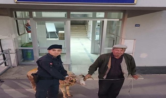 Çalıntı küçükbaş hayvanı sosyal medya üzerinden satmaya çalışan şahıs yakalandı