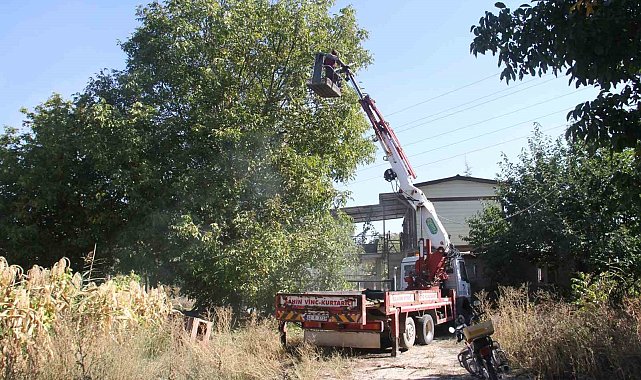 Can güvenlikleri için ağaçlardaki cevizleri vinçle topluyorlar