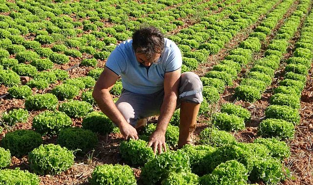 Çiftçiye dağıtılan marul fidesinde yüksek verim elde edildi