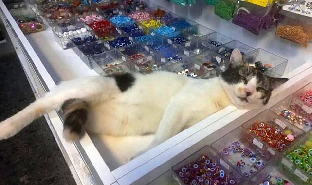 Eskişehir'de çarşı içindeki dükkanda beslenen kedilerin zehirlenerek öldürüldüğü iddia edildi
