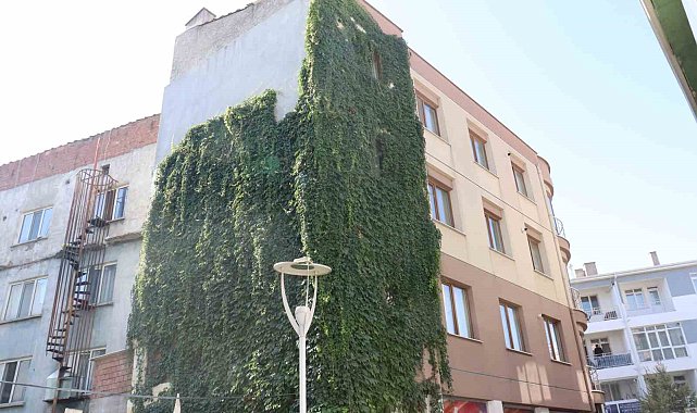 Eskişehir'de sarmaşıkla kaplı apartman görenleri hayran bıraktı