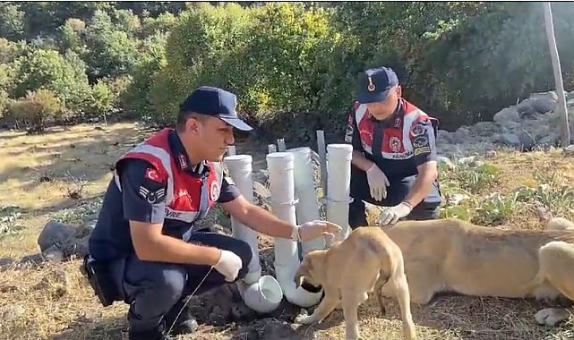 Jandarma, borulardan su ve yem kabı yapıp doğaya bıraktı