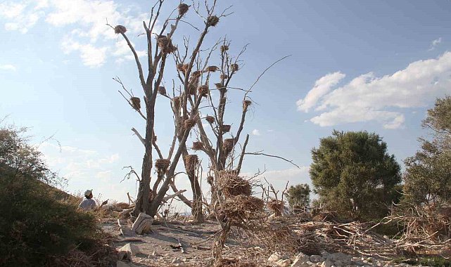 Karabataklar yeşil dokuya zarar verip, ağaçları kurutuyor