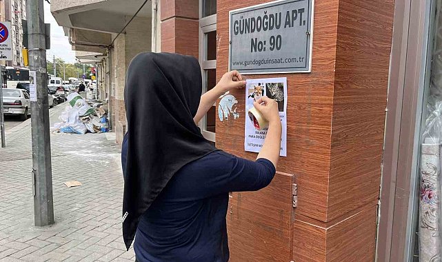 Kedilerini bulana 5 bin lira verecek