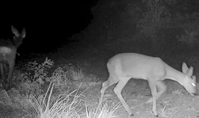 Kırıkkale'deki yaban hayatı fotokapanlara yansıdı