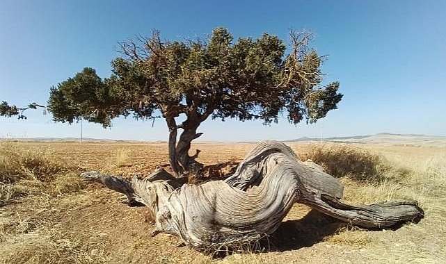 Kökü gövdesi kadar kalın bir asırlık ardıç dikkat çekti