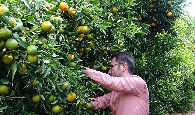 Mandalinada bu yıl verim yüksek, fiyat ucuz