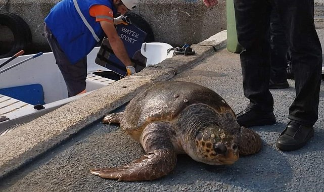 Mersin'de 20'ye yakın deniz kaplumbağası ölü bulundu