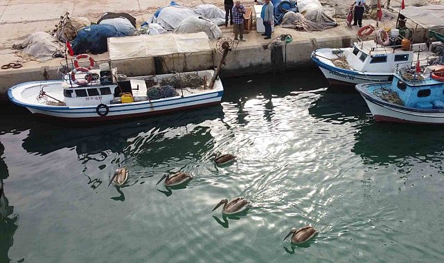 Mersin'de 5 pelikan balıkçı barınağında mola verip balık avladı