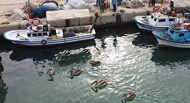 Mersin'de 5 pelikan balıkçı barınağında mola verip balık avladı