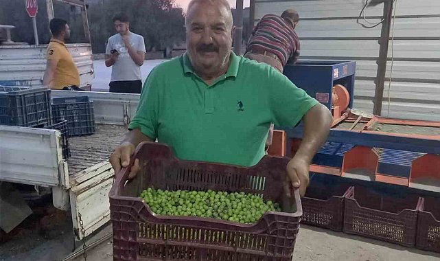 Mersin'de zeytin hırsızlığı çoğaldı, üreticiler bahçelerde nöbet tutuyor