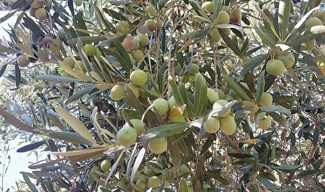 Minik öğrenciler, depremzedelere göndermek için zeytin topladı