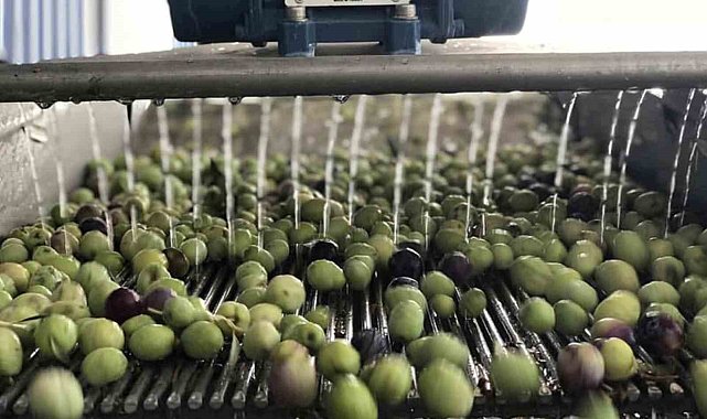 Mut'ta 269 bin dekar alanda 15 milyon ağaçta zeytin hasadı başladı