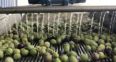 Mut'ta 269 bin dekar alanda 15 milyon ağaçta zeytin hasadı başladı