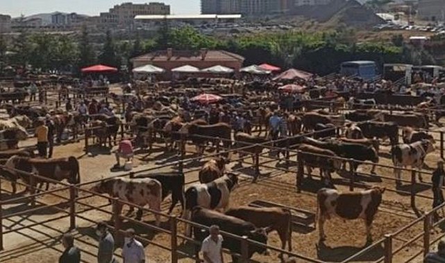 Nevşehir hayvan pazarı 'şap' nedeniyle geçici olarak kapatıldı