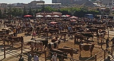 Nevşehir hayvan pazarı 'şap' nedeniyle geçici olarak kapatıldı